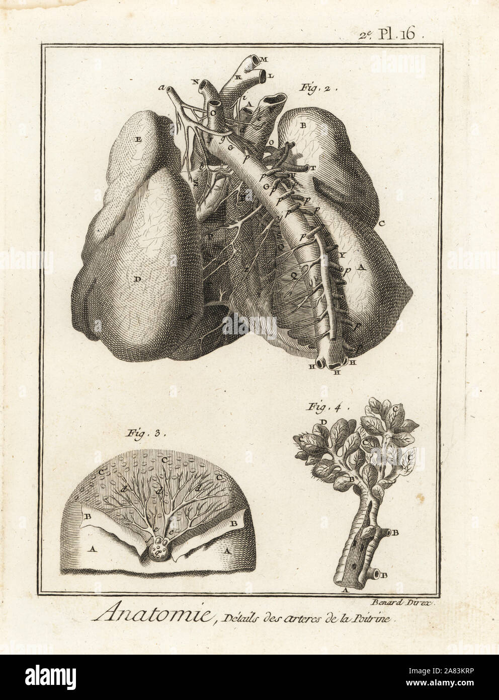 Arteries in the chest cavity to the heart and lungs. Copperplate engraving by Robert Benard after an illustration by Albrecht von Haller from Denis Diderot's Encyclopedia, Pellet, Geneva, 1779. Stock Photo