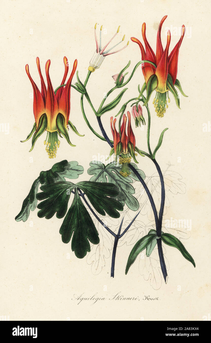 Mexican columbine, Aquilegia skinneri. Handcoloured lithograph from Louis van Houtte and Charles Lemaire's Flowers of the Gardens and Hothouses of Europe, Flore des Serres et des Jardins de l'Europe, Ghent, Belgium, 1845. Stock Photo
