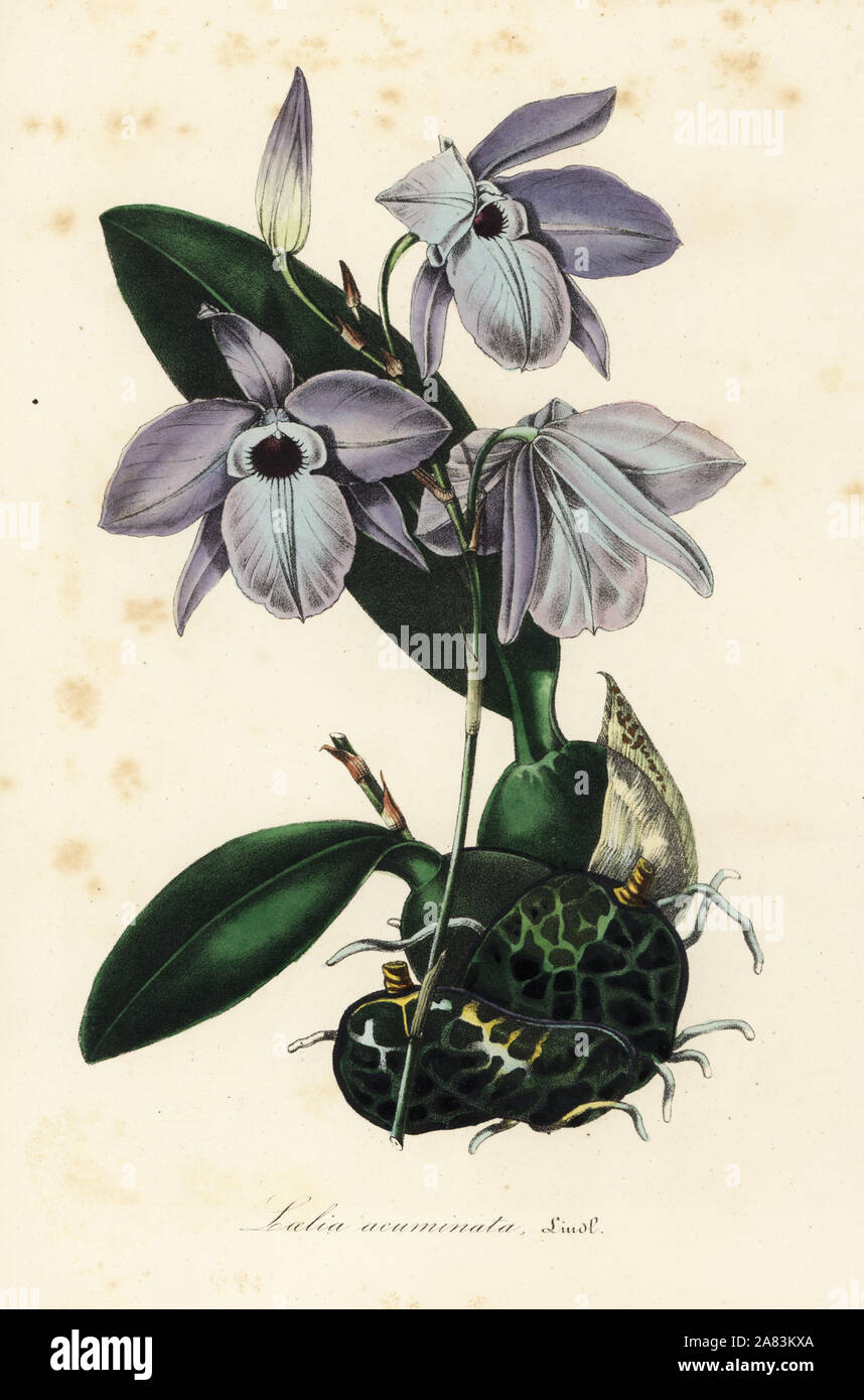 Laelia rubescens orchid (Laelia acuminata). Handcoloured lithograph from Louis van Houtte and Charles Lemaire's Flowers of the Gardens and Hothouses of Europe, Flore des Serres et des Jardins de l'Europe, Ghent, Belgium, 1845. Stock Photo