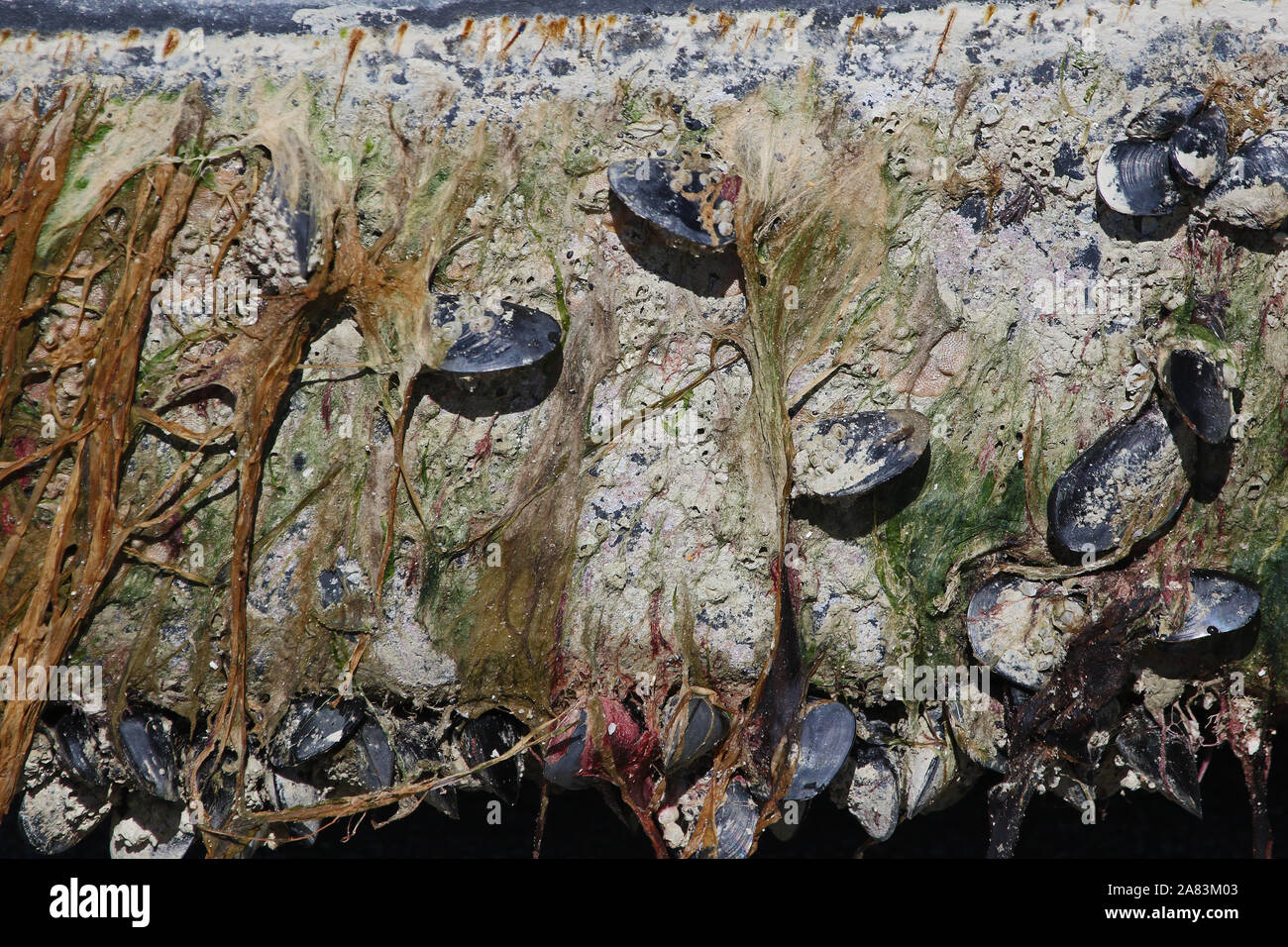 seaweed barnacles and shells attached to a sea wall in the port of Numana in Italy with seaweed or algae around Stock Photo