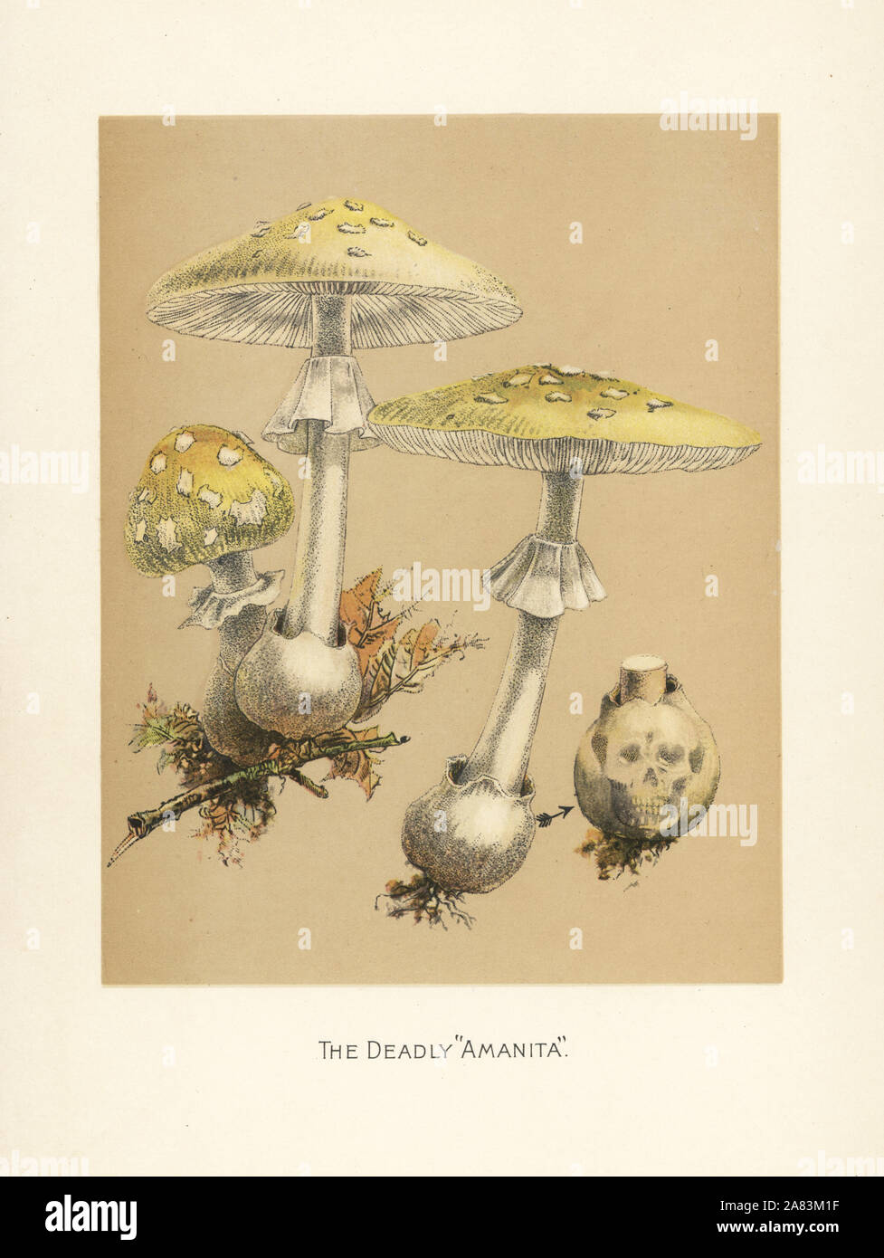 destroying angel mushroom images and clipart