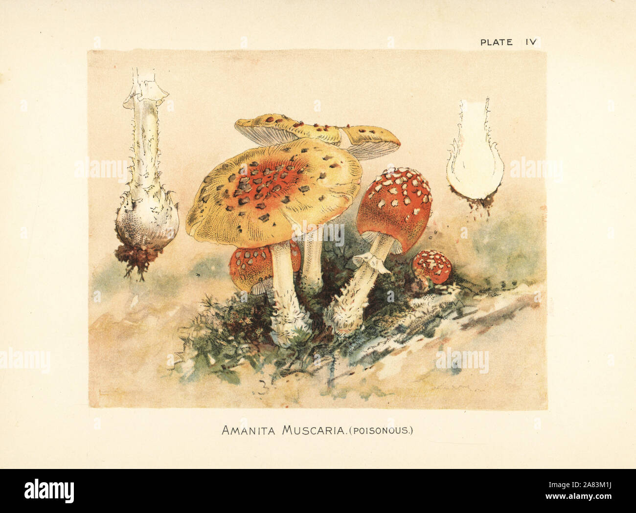 Fly agaric, Amanita muscaria. Poisonous mushroom and psychoactive fungi. Chromolithograph after a botanical illustration by William Hamilton Gibson from his book Our Edible Toadstools and Mushrooms, Harper, New York, 1895. Stock Photo