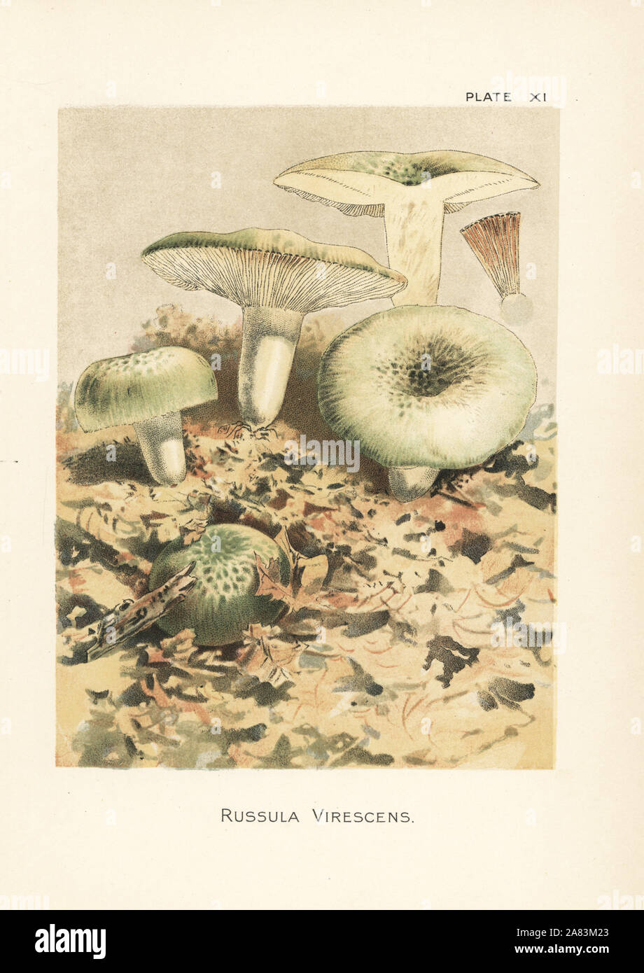 Green brittlegill mushroom, Russula virescens. Chromolithograph after a botanical illustration by William Hamilton Gibson from his book Our Edible Toadstools and Mushrooms, Harper, New York, 1895. Stock Photo