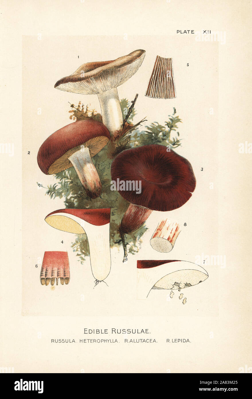 Russula alutacea hi-res stock photography and images - Alamy