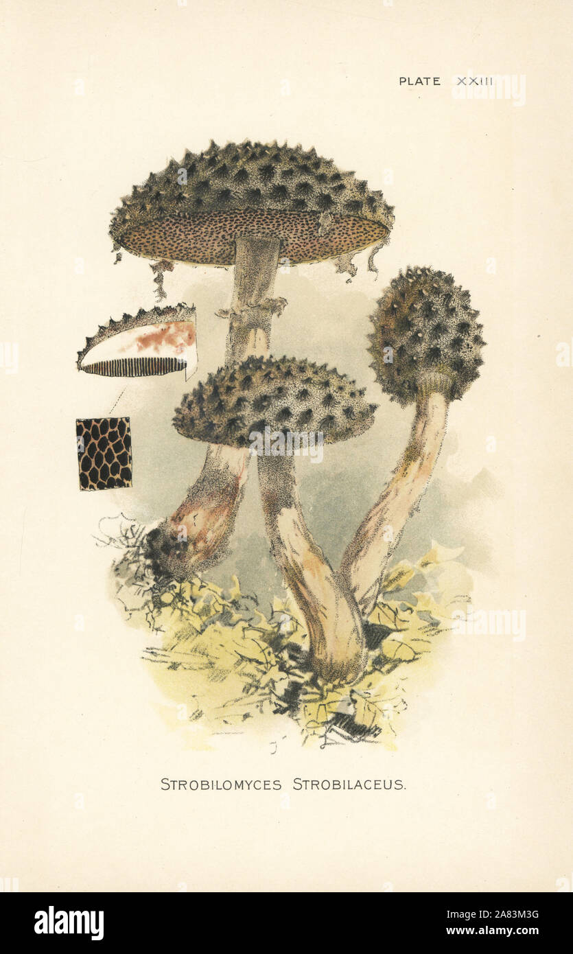 Old man of the woods, Strobilomyces strobilaceus. Chromolithograph after a botanical illustration by William Hamilton Gibson from his book Our Edible Toadstools and Mushrooms, Harper, New York, 1895. Stock Photo