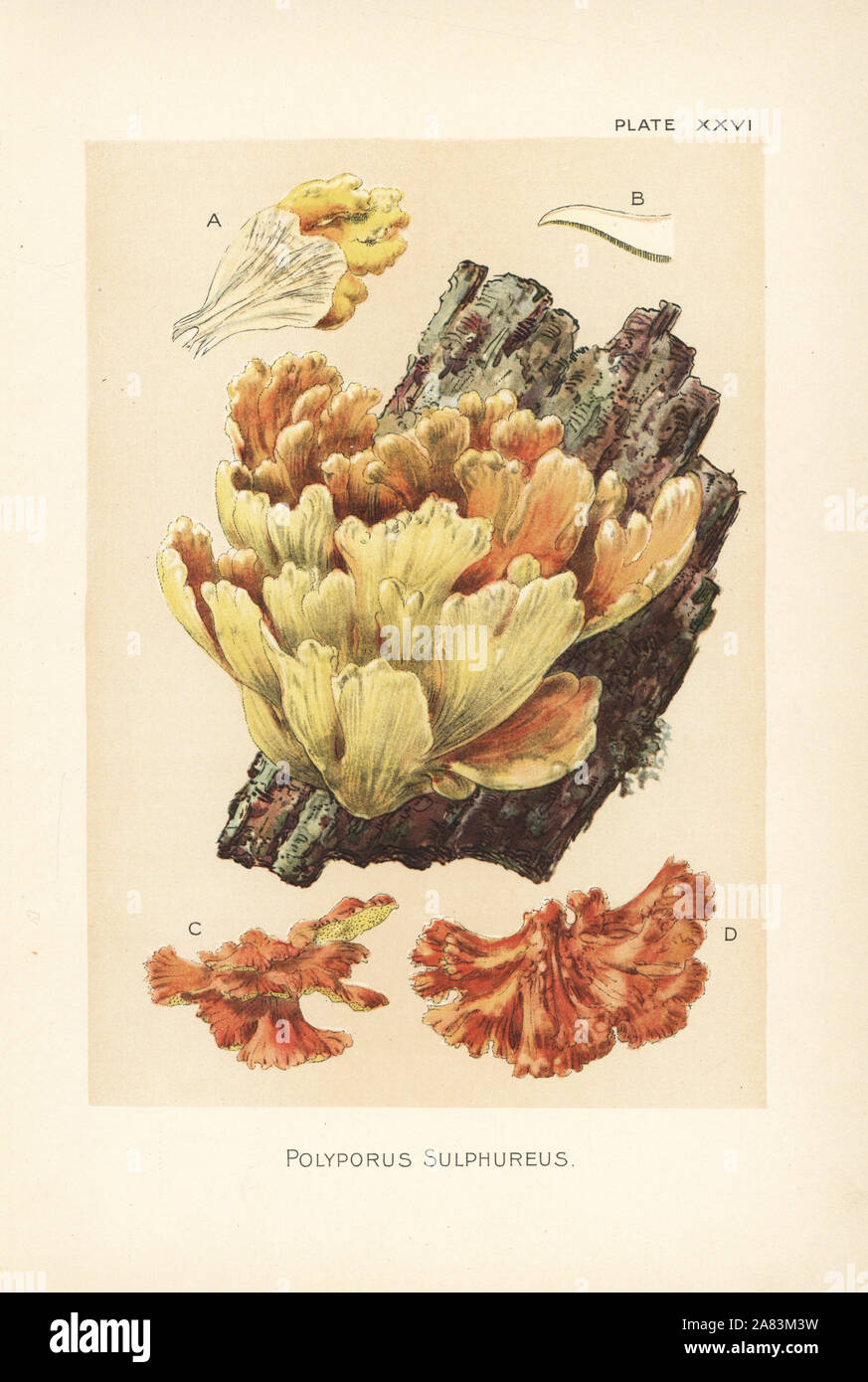 Crab-of-the-woods, Laetiporus sulphureus (Polyporus sulphureus). Chromolithograph after a botanical illustration by William Hamilton Gibson from his book Our Edible Toadstools and Mushrooms, Harper, New York, 1895. Stock Photo