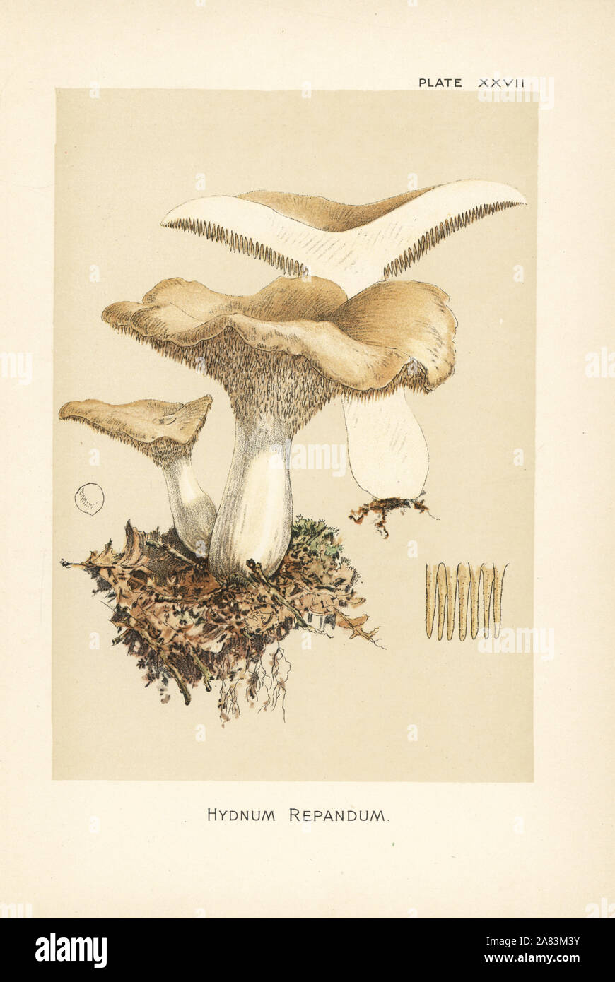 Sweet tooth, wood hedgehog or hedgehog mushroom, Hydnum repandum. Chromolithograph after a botanical illustration by William Hamilton Gibson from his book Our Edible Toadstools and Mushrooms, Harper, New York, 1895. Stock Photo