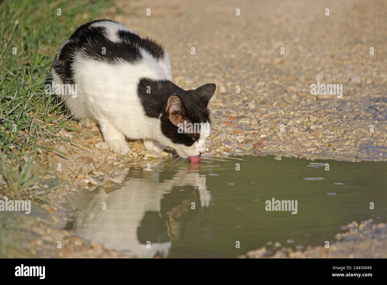 Black and white cat drinking from a puddle a rescue pet symbol of California Colorado Illinois Tennessee abandoned just after Italy's 2016 earthquake Stock Photo