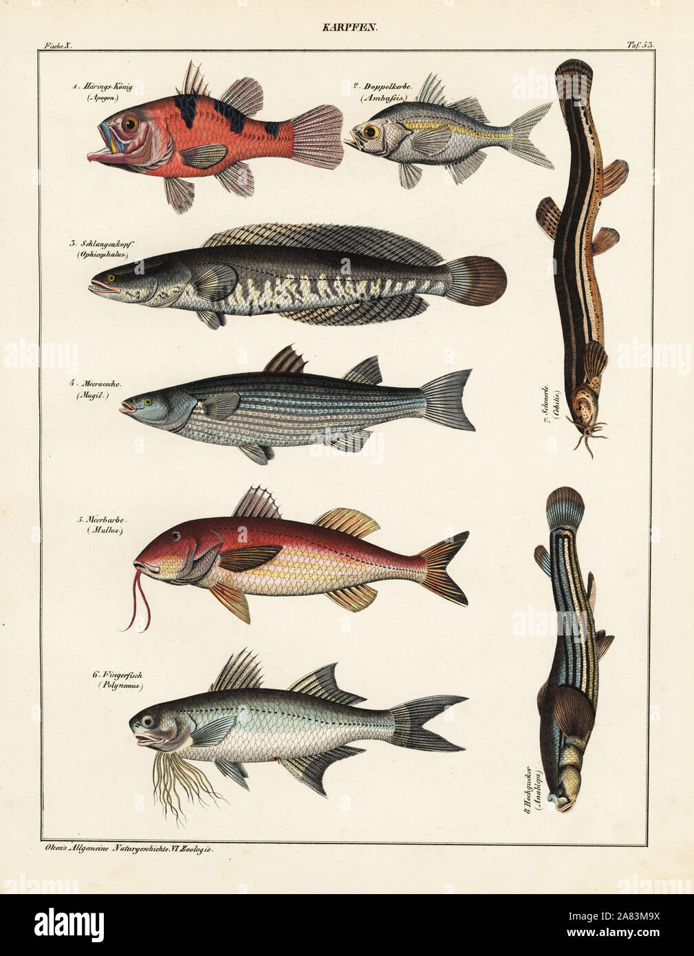 Flame cardinalfish, Apogon, Commerson's glassy, Ambassis ambassis, snakehead, Channa asiatica, mullet, Mugil species, red mullet, Mullus barbatus, threadfin, Polynemus species, spined loach, Cobitis taenia and foureyed fish, Anableps anableps. Lithograph from Lorenz Oken's Universal Natural History, Allgemeine Naturgeschichte fur alle Stande, Stuttgart, 1841. Stock Photo