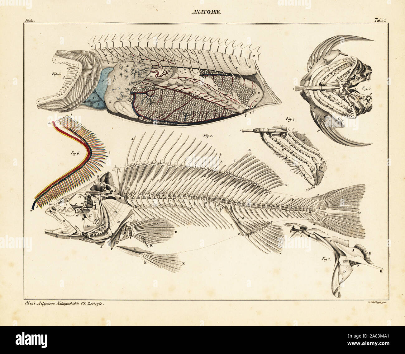 Anatomy of a fish, showing skeleton, internal organs and gills. Lithograph by St. Schillinger from Lorenz Oken's Universal Natural History, Allgemeine Naturgeschichte fur alle Stande, Stuttgart, 1839. Stock Photo