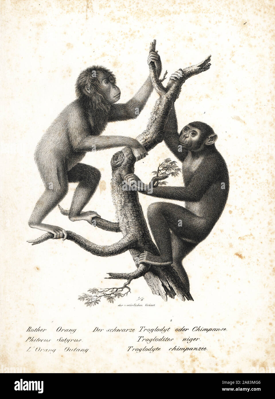 Troglodytes pan-chimpanzés ilustração stock. Ilustração de macaco -  202574292