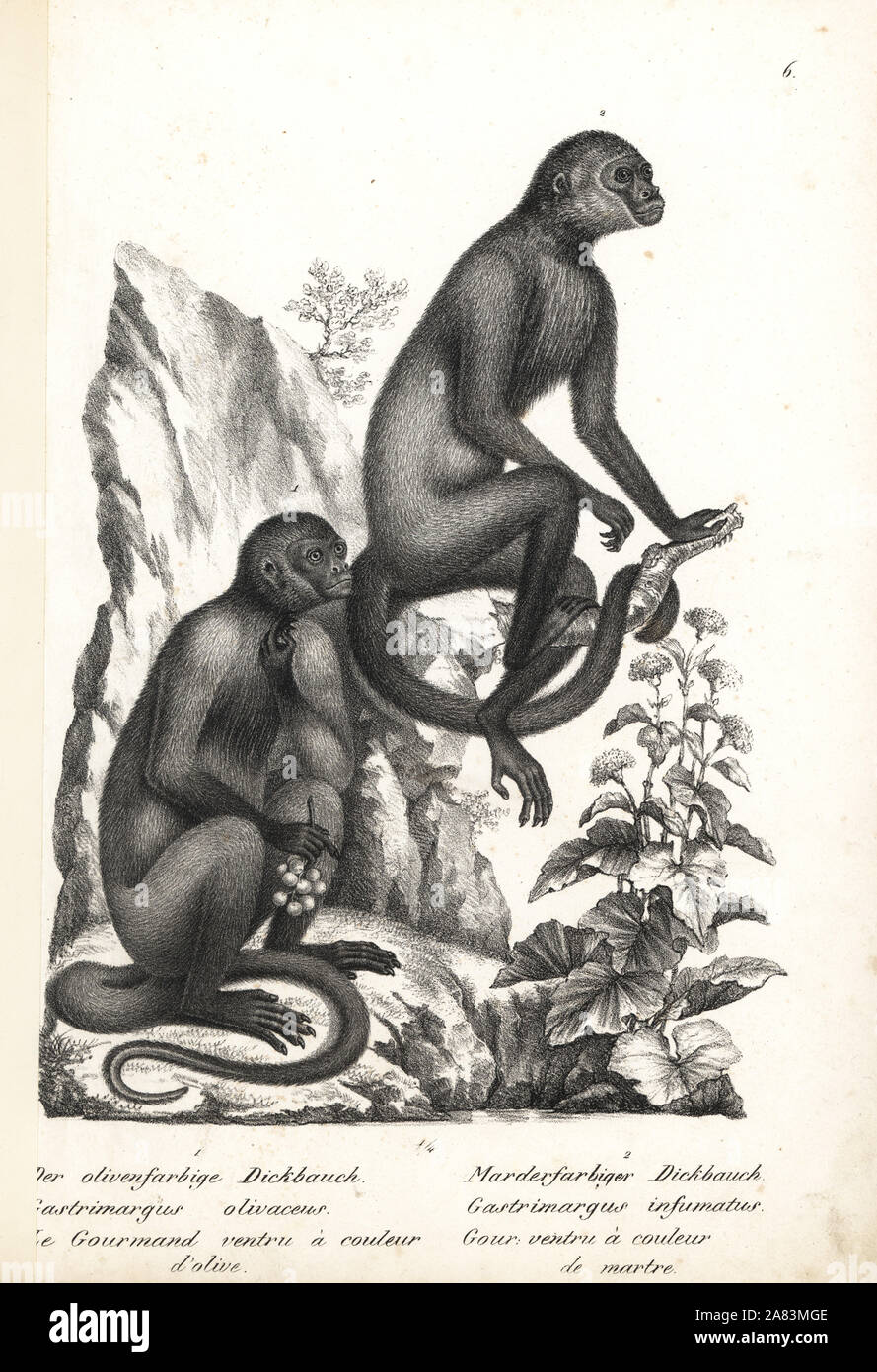 Geoffroy's woolly monkey, Lagothrix cana cana (Gastrimargus olivaceus), endangered, and woolly monkey, Lagothrix lagotricha (Gastrimargus infumatus), vulnerable. Lithograph by Karl Joseph Brodtmann from Heinrich Rudolf Schinz's Illustrated Natural History of Animals, Zurich, 1827. Stock Photo