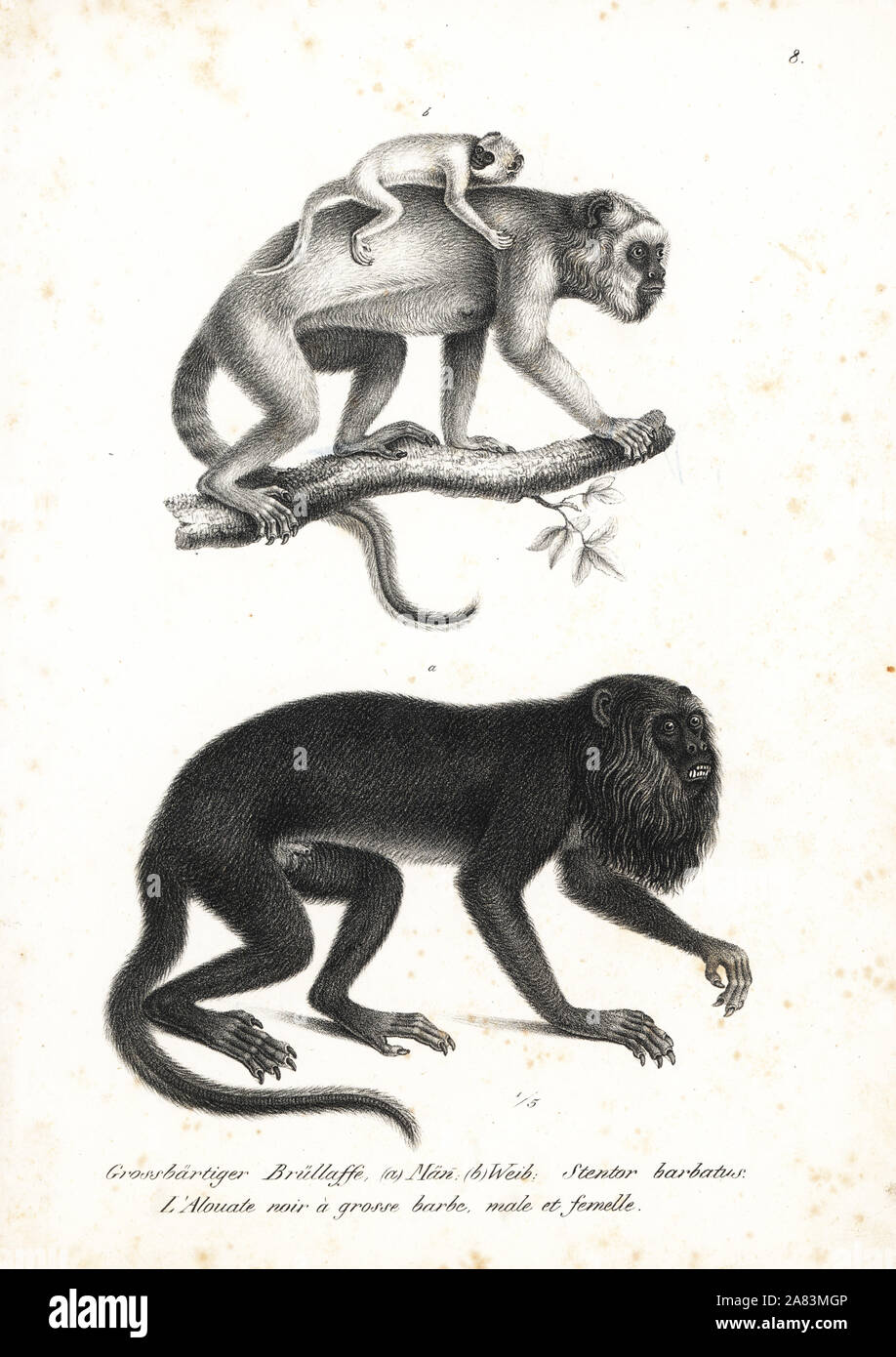 Black howler, Alouatta caraya (Stentor barbatus), male and female. Lithograph by Karl Joseph Brodtmann from Heinrich Rudolf Schinz's Illustrated Natural History of Animals, Zurich, 1827. Stock Photo