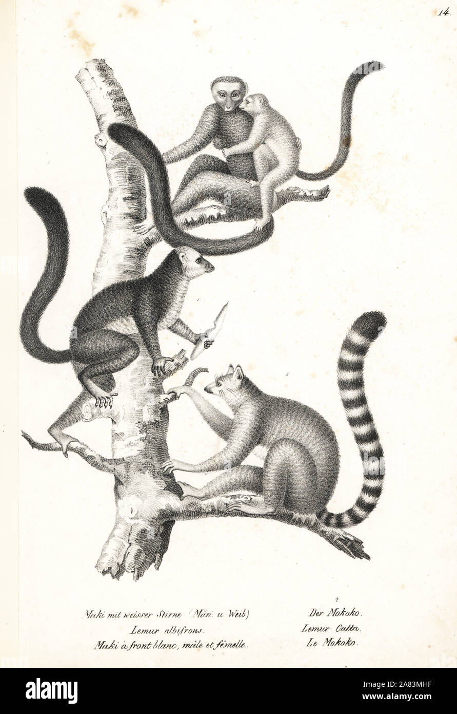White-headed lemur, Eulemur albifrons, male and female, endangered 1, and ring-tailed lemur, Lemur catta, endangered 2. Lithograph by Karl Joseph Brodtmann from Heinrich Rudolf Schinz's Illustrated Natural History of Men and Animals, 1836. Stock Photo