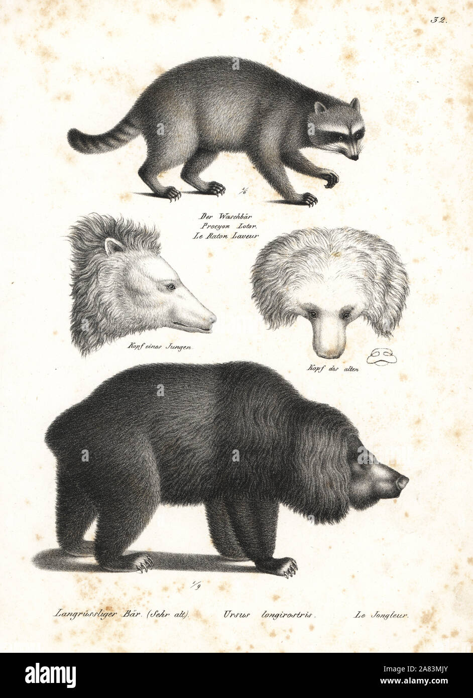 Raccoon, Procyon lotor 1, and sloth bear, Melursus ursinus, 2 vulnerable and head of old and young bear. Lithograph by Karl Joseph Brodtmann from Heinrich Rudolf Schinz's Illustrated Natural History of Men and Animals, 1836. Stock Photo