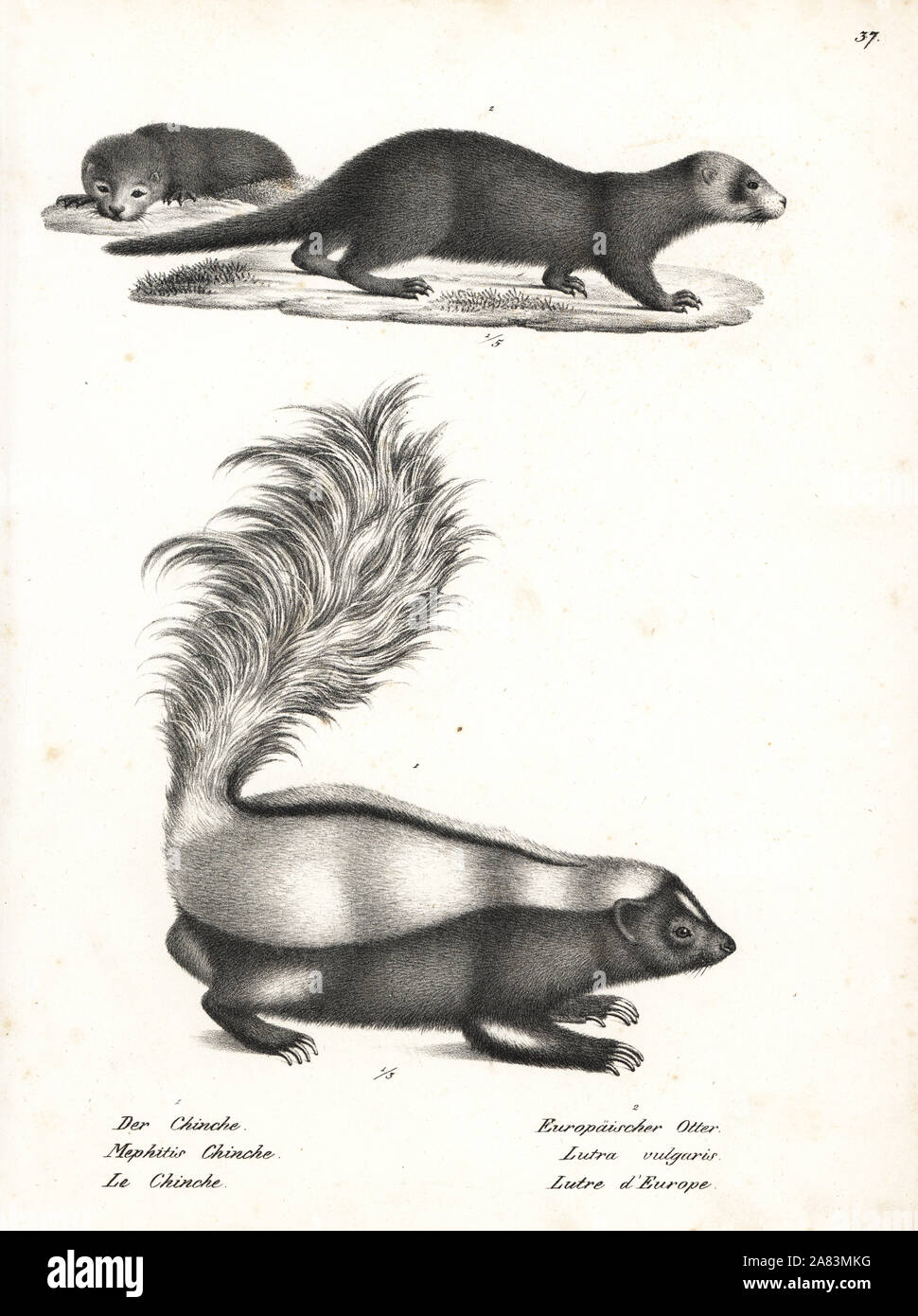 Striped skunk or chinche, Mephitis mephitis 1, and otter, Lutra lutra 2. Lithograph by Karl Joseph Brodtmann from Heinrich Rudolf Schinz's Illustrated Natural History of Men and Animals, 1836. Stock Photo