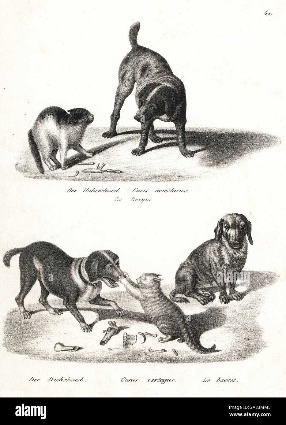 Pointer, Canis avicularius, dachshund, Canis vertagus, and basset hound, all breeds of Canis lupus familiaris. Lithograph by Karl Joseph Brodtmann from Heinrich Rudolf Schinz's Illustrated Natural History of Men and Animals, 1836. Stock Photo