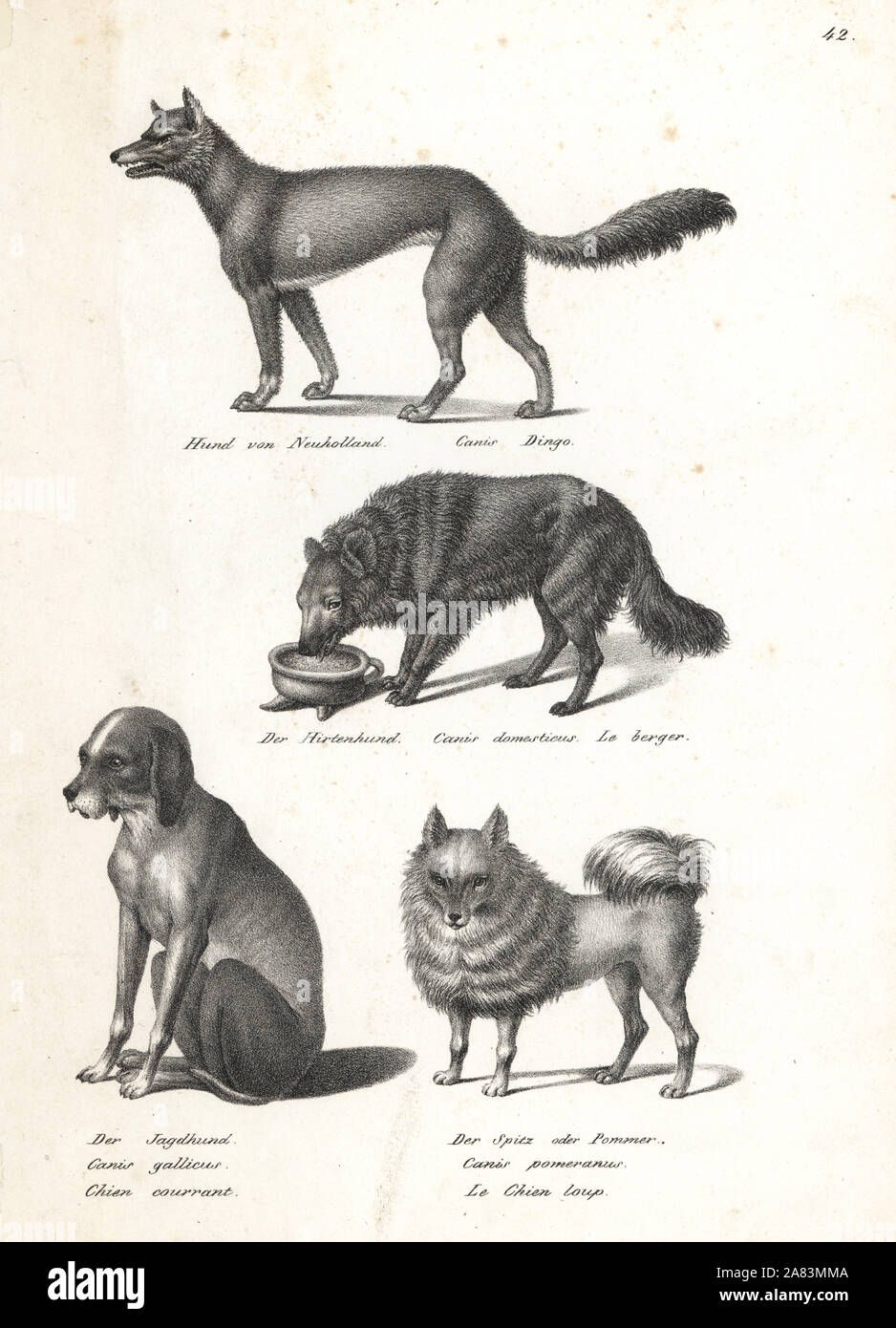 Dingo, Canis dingo, sheepdog, Canis domesticus, scent hound, Canis gallicus, and pomeranian, Canis pomeranus. Lithograph by Karl Joseph Brodtmann from Heinrich Rudolf Schinz's Illustrated Natural History of Men and Animals, 1836. Stock Photo