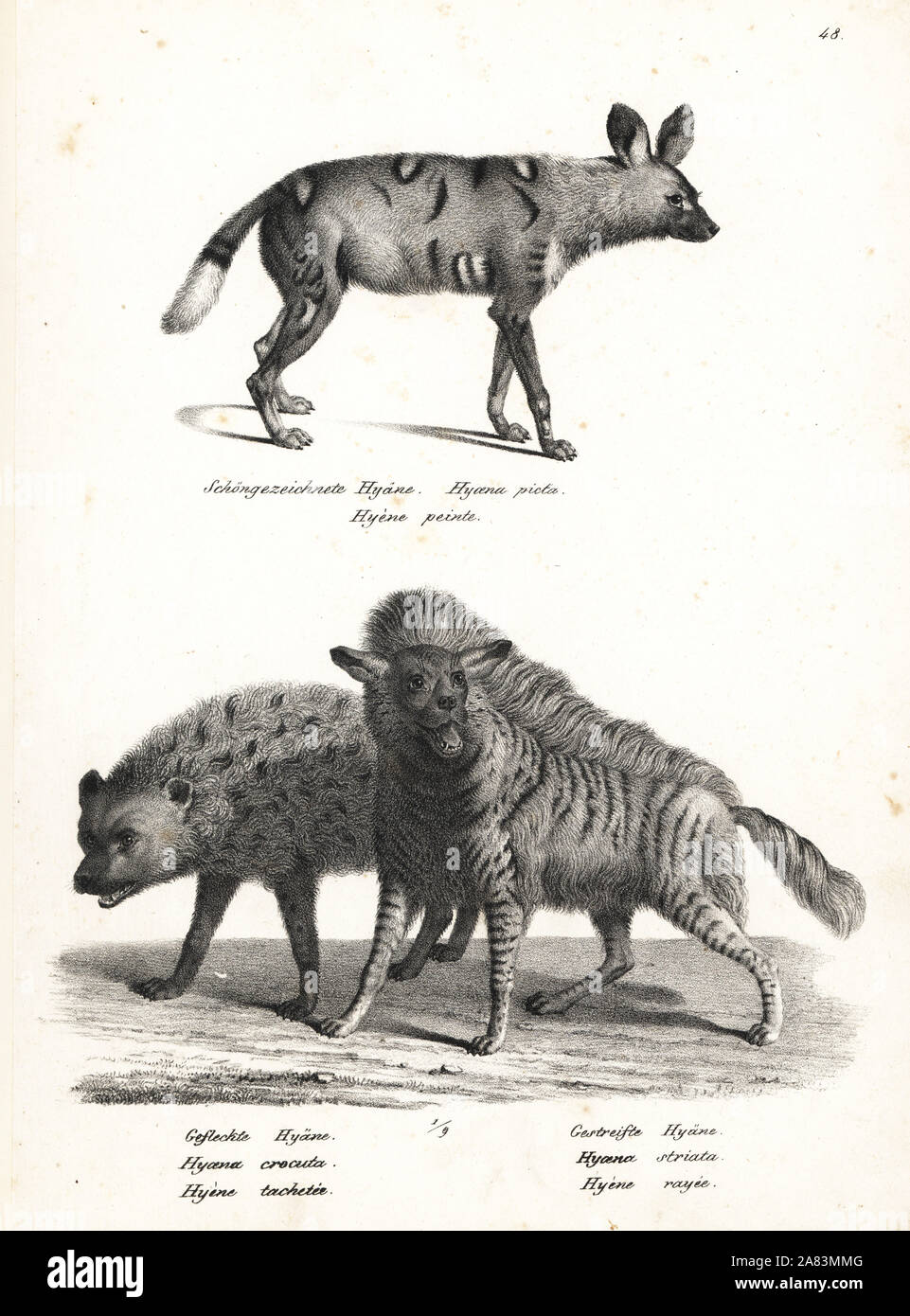 African wild dog, Lycaon pictus, endangered, spotted hyena, Crocuta crocuta, and striped hyena, Hyaena hyaena. Lithograph by Karl Joseph Brodtmann from Heinrich Rudolf Schinz's Illustrated Natural History of Men and Animals, 1836. Stock Photo