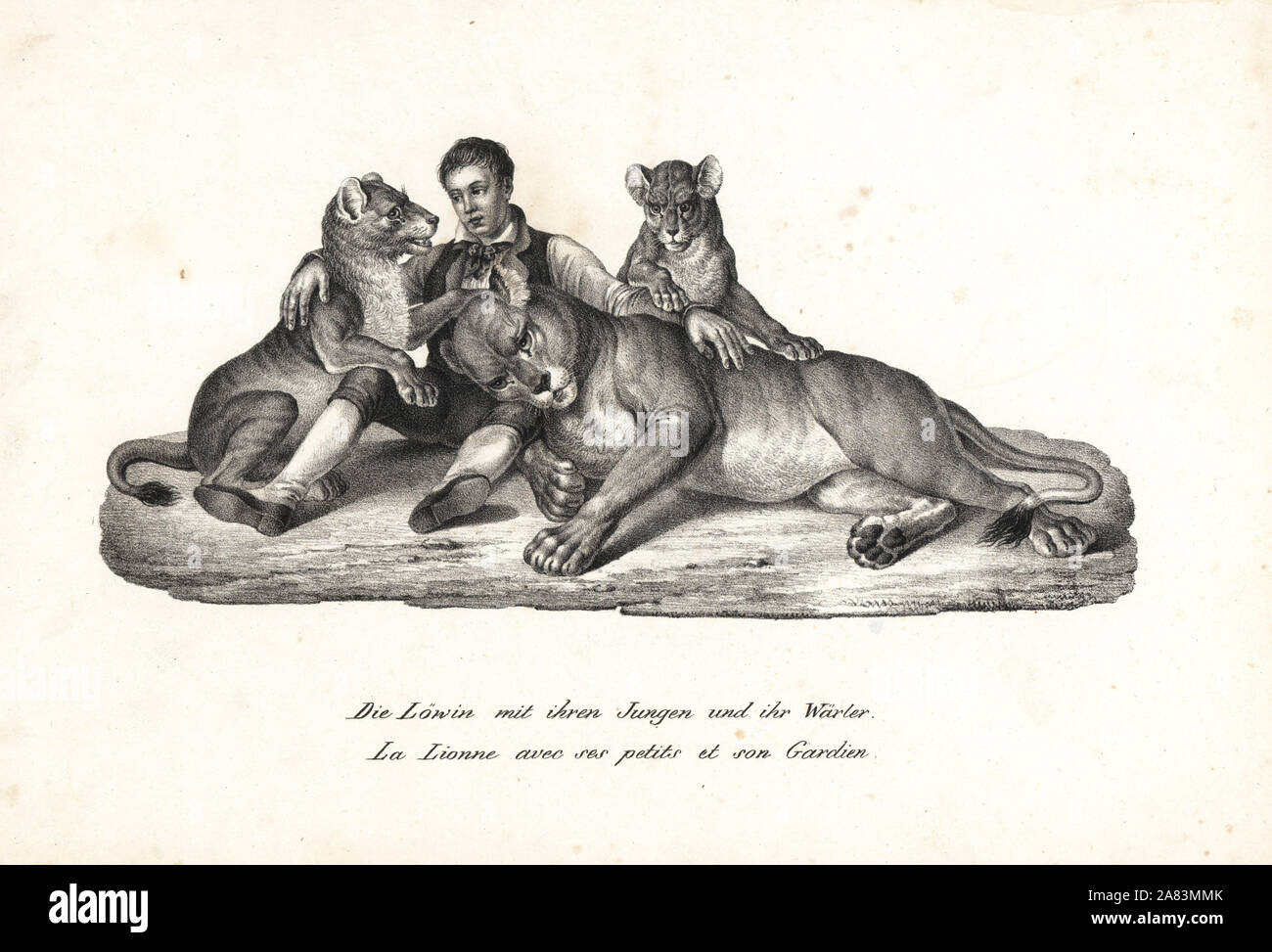 Lioness and cubs with trainer, Panthera leo. Lithograph by Karl Joseph Brodtmann from Heinrich Rudolf Schinz's Illustrated Natural History of Men and Animals, 1836. Stock Photo