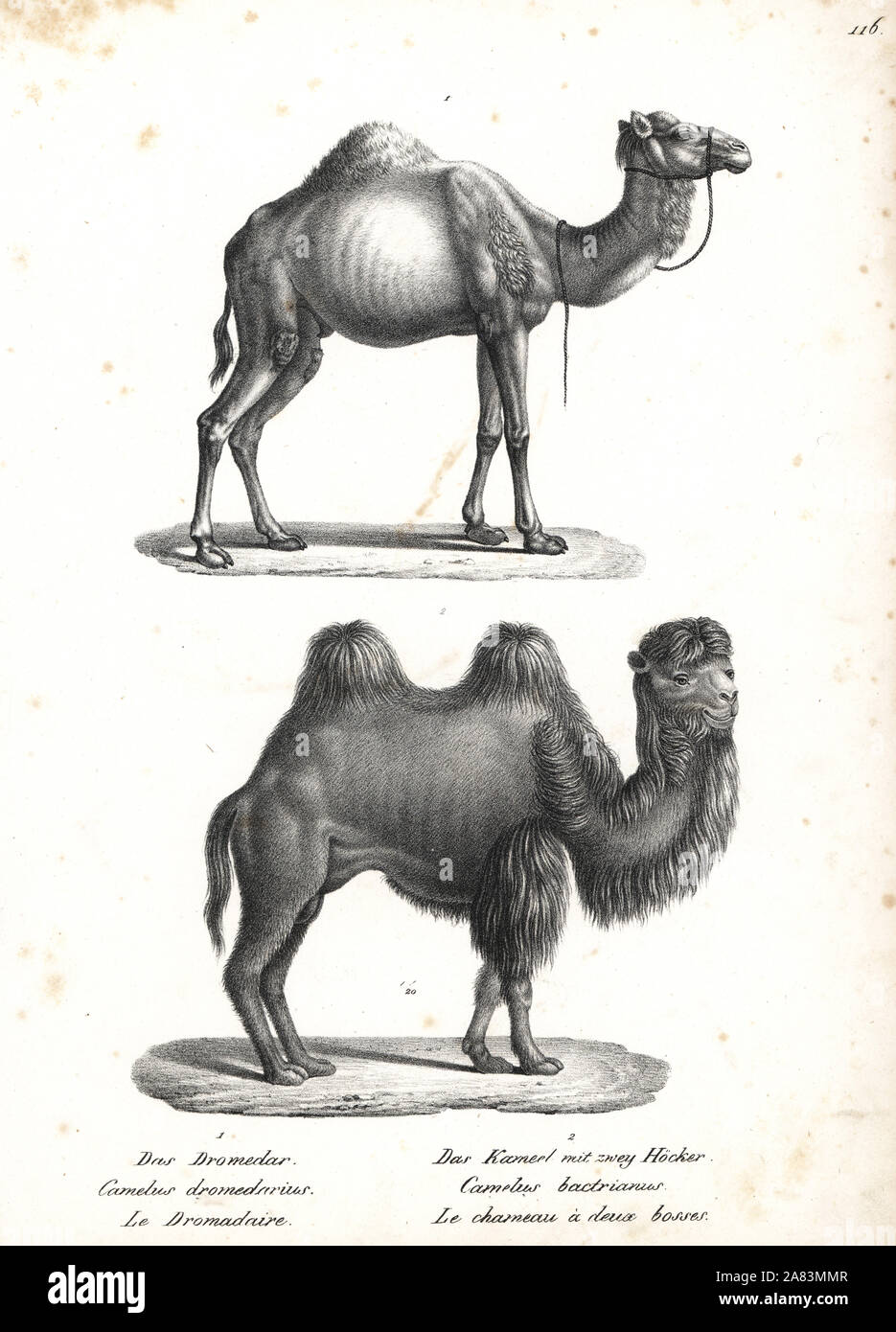 Dromedary, Camelus dromedarius, and Bactrian camel, Camelus bactrianus, critically endangered. Lithograph by Karl Joseph Brodtmann from Heinrich Rudolf Schinz's Illustrated Natural History of Men and Animals, 1836. Stock Photo