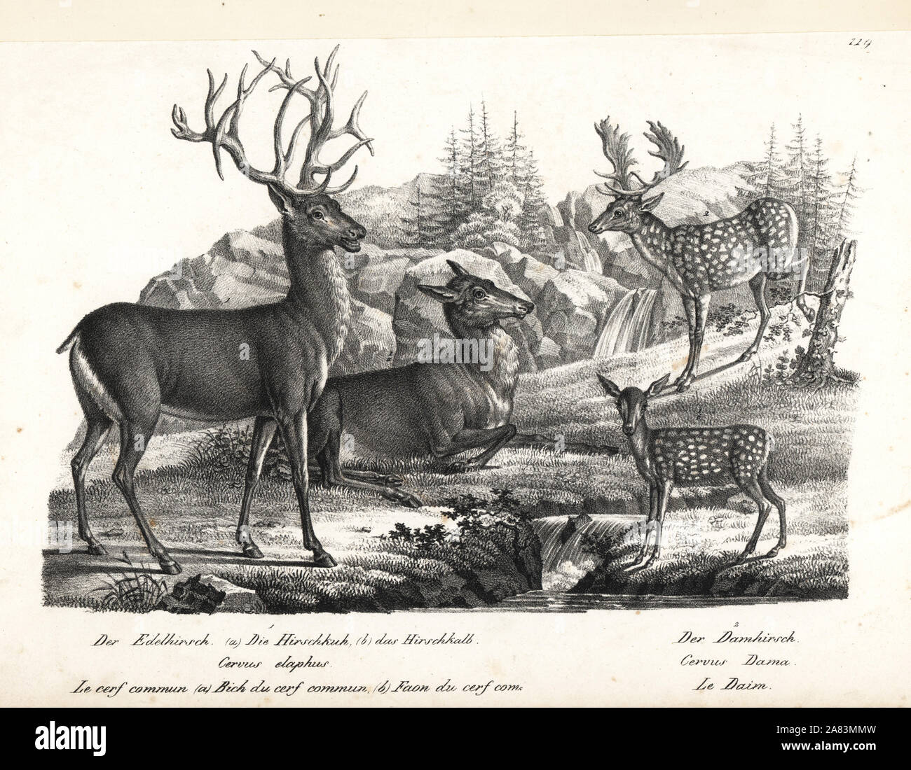 Red deer, Cervus elaphus, and fallow deer, Dama dama. Lithograph by Karl Joseph Brodtmann from Heinrich Rudolf Schinz's Illustrated Natural History of Men and Animals, 1836. Stock Photo
