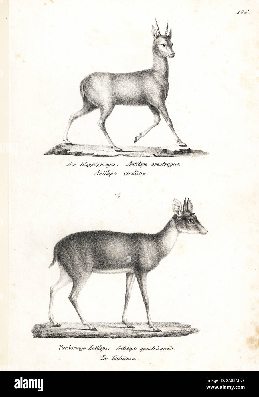 Klipspringer, Oreotragus oreotragus, and four-horned antelope, Tetracerus quadricornis (vulnerable). Lithograph by Karl Joseph Brodtmann from Heinrich Rudolf Schinz's Illustrated Natural History of Men and Animals, 1836. Stock Photo