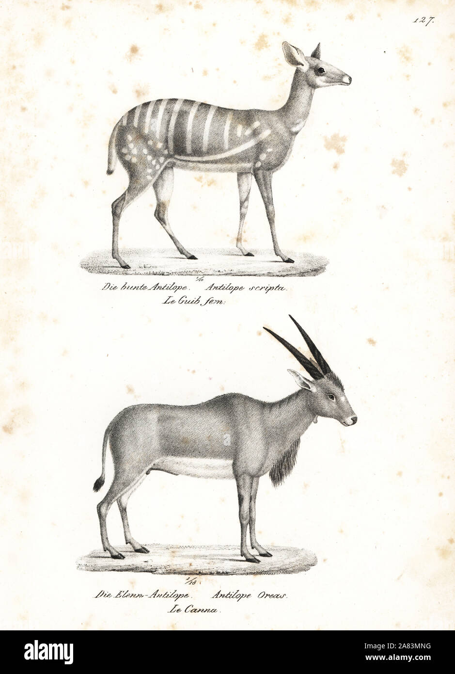 Bushbuck, Tragelaphus scriptus, and common eland, Taurotragus oryx. Lithograph by Karl Joseph Brodtmann from Heinrich Rudolf Schinz's Illustrated Natural History of Men and Animals, 1836. Stock Photo