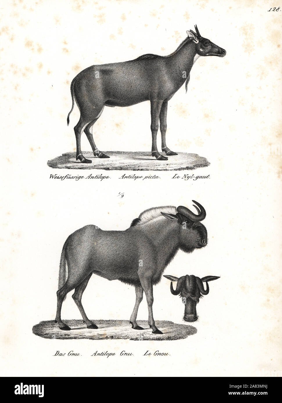 Nilgai, Boselaphus tragocamelus, and black wildebeest, Connochaetes gnou. Lithograph by Karl Joseph Brodtmann from Heinrich Rudolf Schinz's Illustrated Natural History of Men and Animals, 1836. Stock Photo