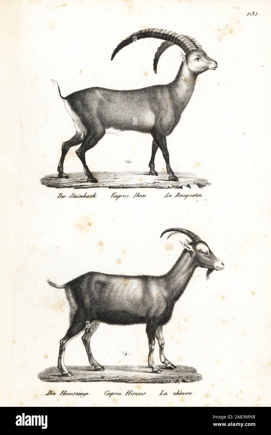 Alpine ibex, Capra ibex, and domestic goat, Capra aegagrus hircus. Lithograph by Karl Joseph Brodtmann from Heinrich Rudolf Schinz's Illustrated Natural History of Men and Animals, 1836. Stock Photo