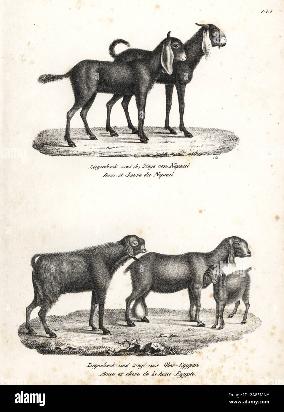 Nepal goat, Capra hircus nepalensis, and Egyptian goat, Capra nubiana. Lithograph by Karl Joseph Brodtmann from Heinrich Rudolf Schinz's Illustrated Natural History of Men and Animals, 1836. Stock Photo