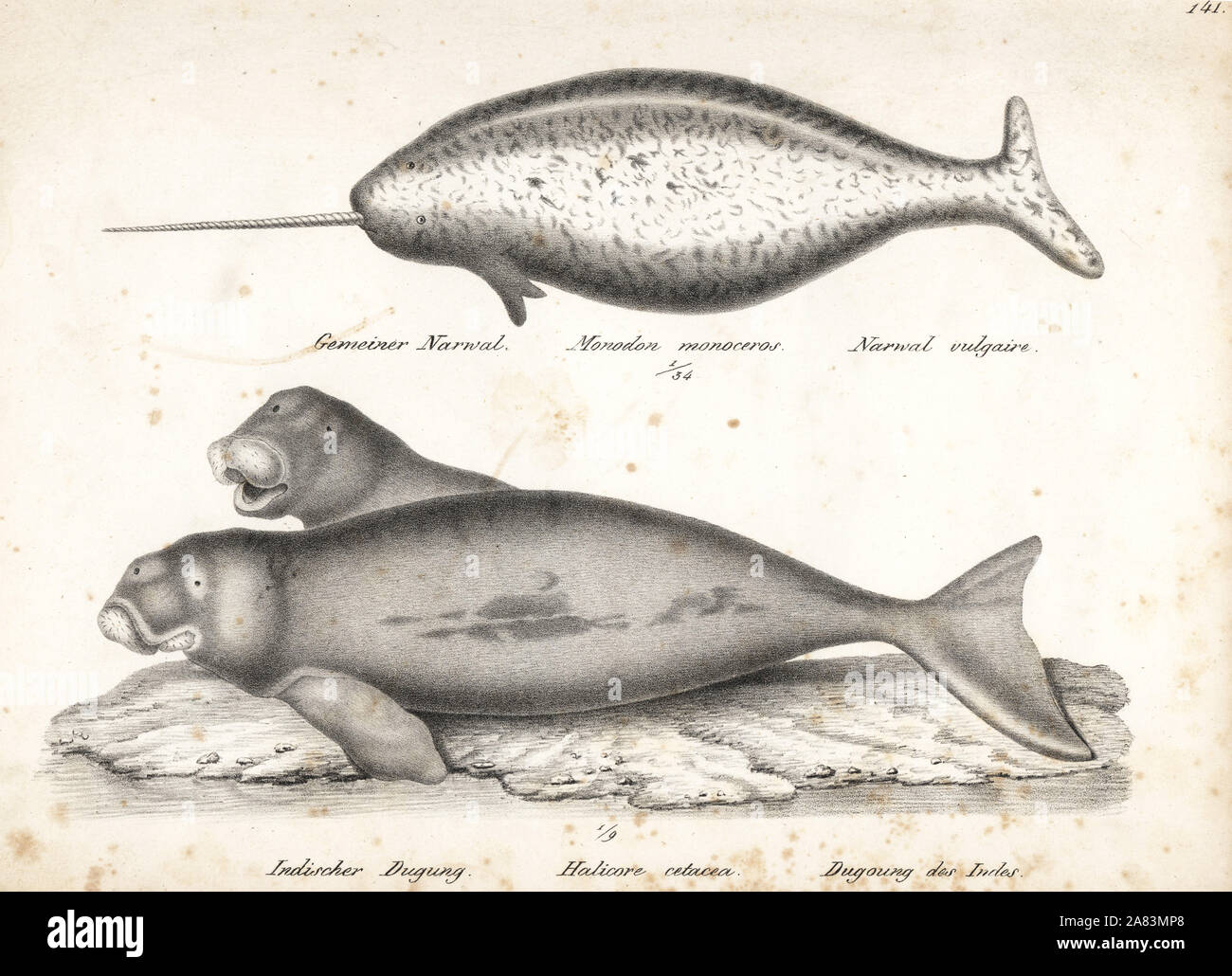 Narwhal, Monodon monoceros, and dugong, Dugong dugon (vulnerable). Lithograph by Karl Joseph Brodtmann from Heinrich Rudolf Schinz's Illustrated Natural History of Men and Animals, 1836. Stock Photo