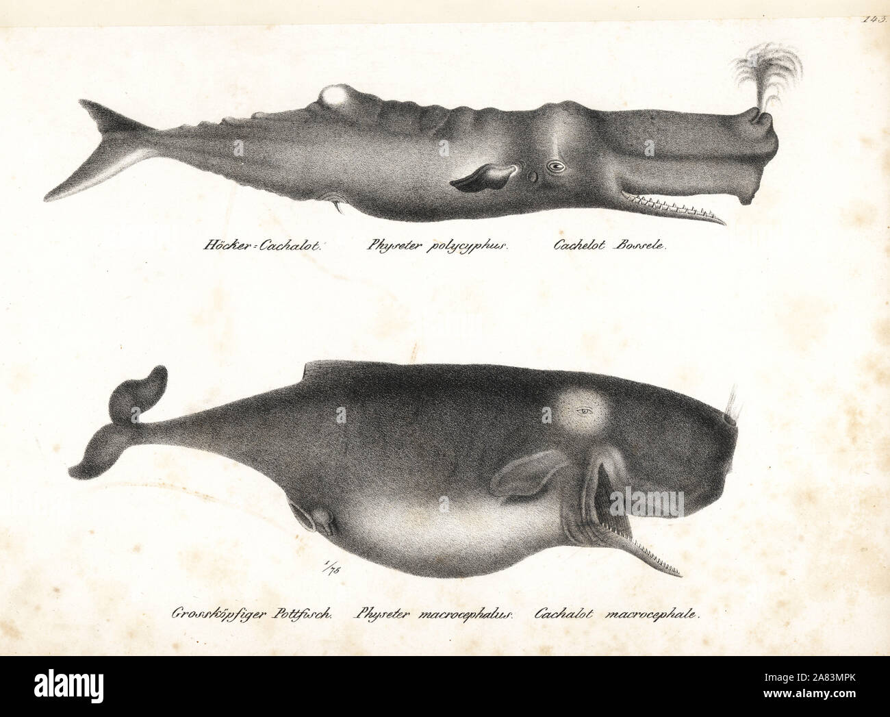 Sperm whale or cachalot, Physeter macrocephalus (Physeter polycyphus). Vulnerable. Lithograph by Karl Joseph Brodtmann from Heinrich Rudolf Schinz's Illustrated Natural History of Men and Animals, 1836. Stock Photo