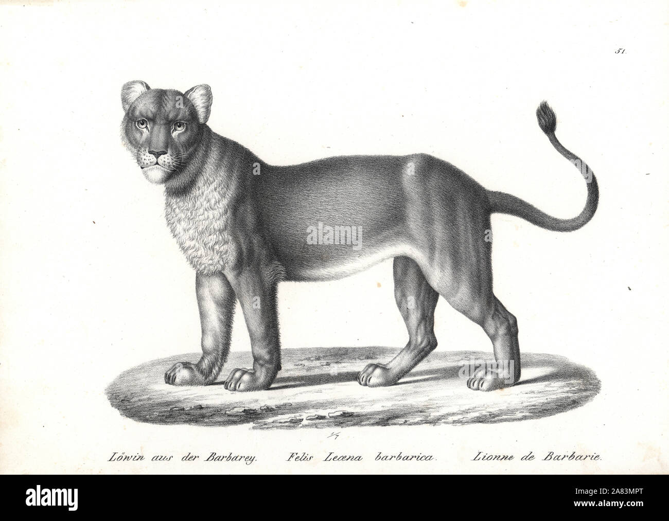 Barbary lion, female, Panthera leo barbaricus (Felis leoena barbarica) extinct. Lithograph by Karl Joseph Brodtmann from Heinrich Rudolf Schinz's Illustrated Natural History of Men and Animals, 1836. Stock Photo