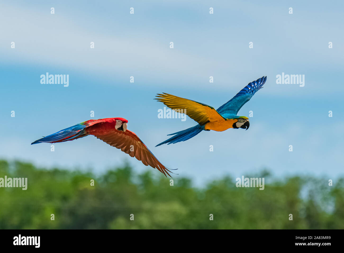 scarlet macaw flying