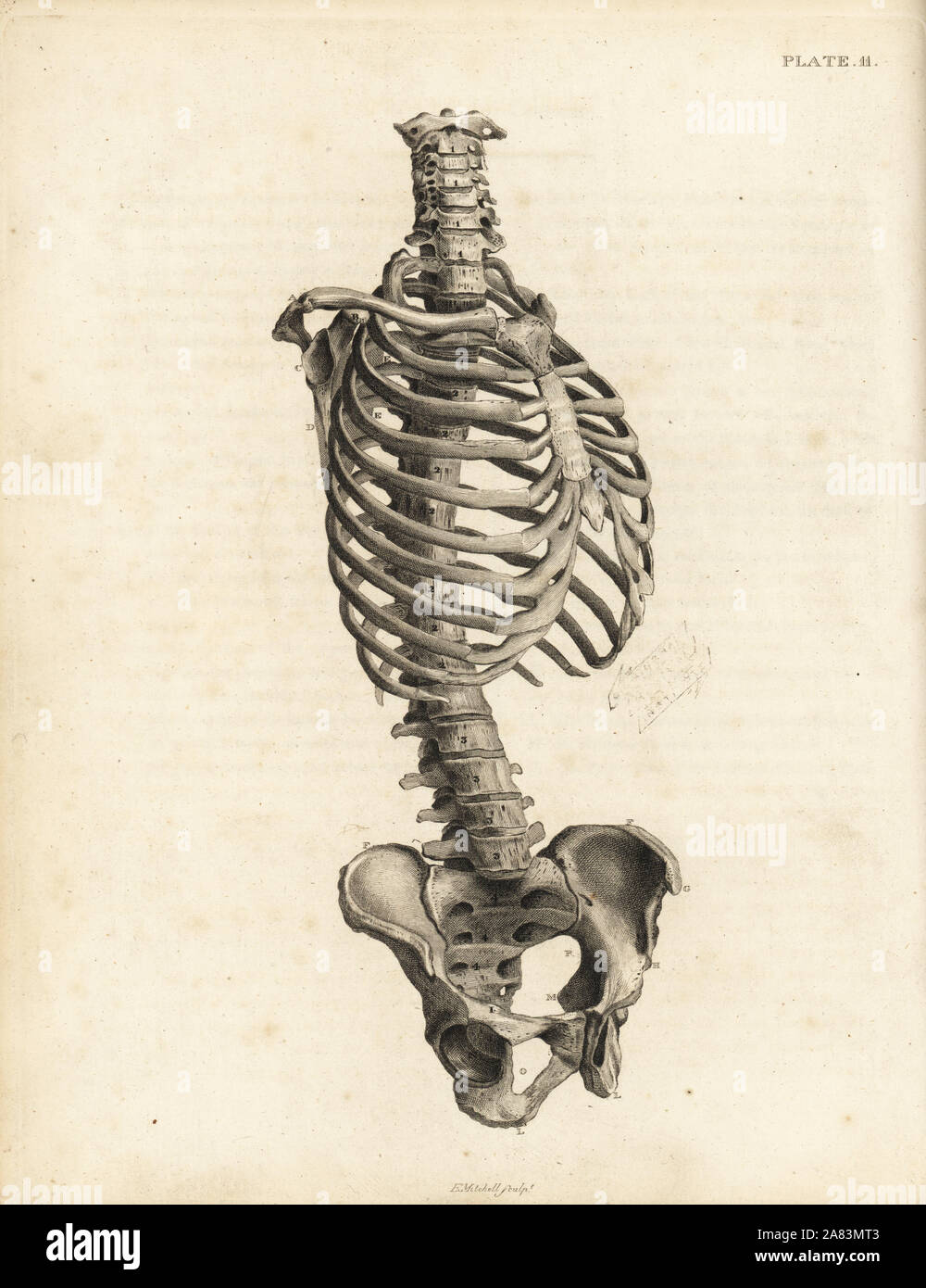 Front view of the human trunk skeleton including spine, ribs and pelvis. Copperplate engraving by Edward Mitchell after an anatomical illustration by Jean-Joseph Suefrom John Barclay's A Series of Engravings of the Human Skeleton, MacLachlan and Stewart, Edinburgh, 1824. Stock Photo