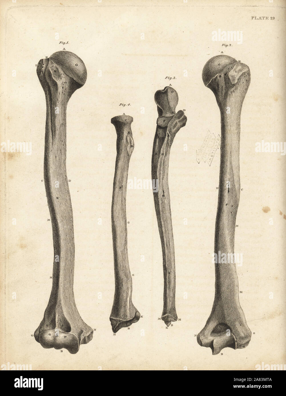Views of the humerus and ulna bones in the human arm. Copperplate engraving by Edward Mitchell after an anatomical illustration from John Barclay's A Series of Engravings of the Human Skeleton, MacLachlan and Stewart, Edinburgh, 1824. Stock Photo