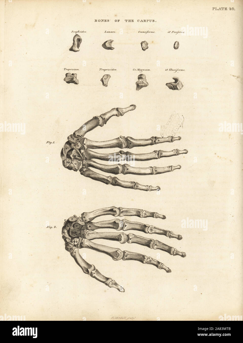 Bones of the carpus, metacarpus and fingers in the human hand. Copperplate engraving by Edward Mitchell after an anatomical illustration from John Barclay's A Series of Engravings of the Human Skeleton, MacLachlan and Stewart, Edinburgh, 1824. Stock Photo