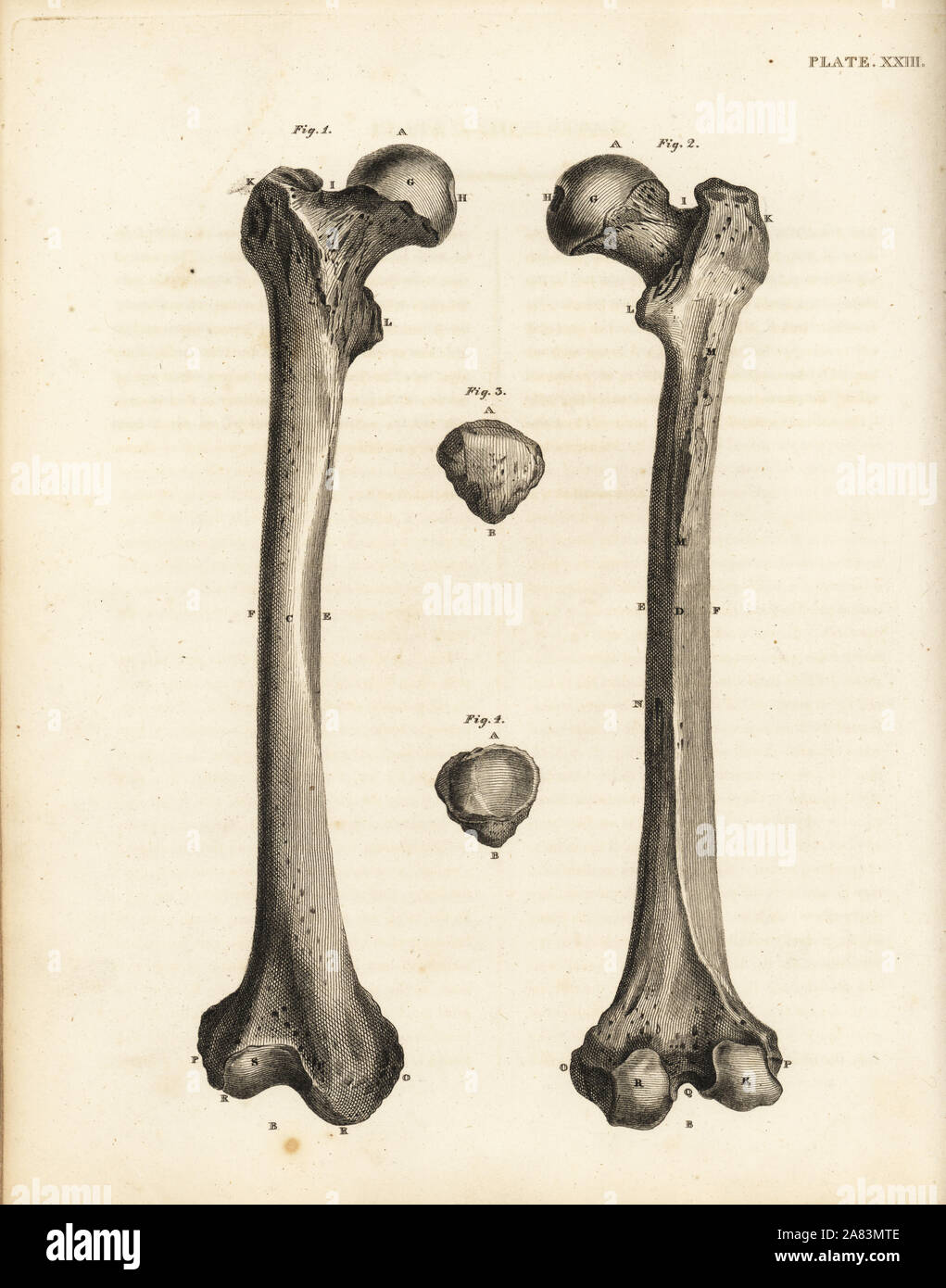 Views of the femur and rotula bones in the human leg. Copperplate engraving by Edward Mitchell after an anatomical illustration by Jean-Joseph Sue from John Barclay's A Series of Engravings of the Human Skeleton, MacLachlan and Stewart, Edinburgh, 1824. Stock Photo