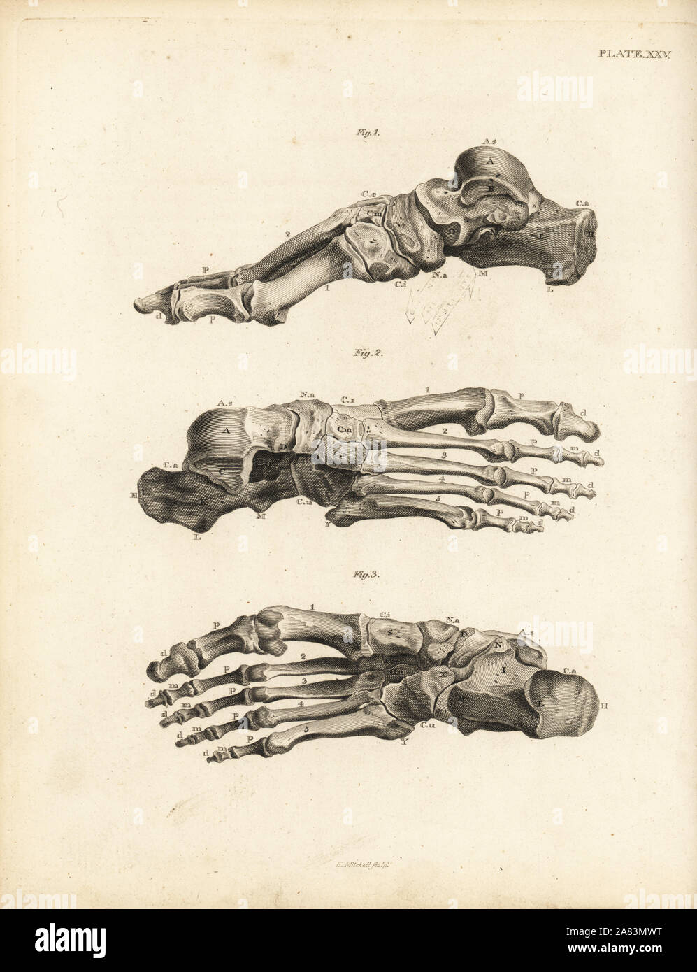 Views of the bones in the human foot from ankle to toe. Copperplate engraving by Edward Mitchell after an anatomical illustration by Jean-Joseph Sue from John Barclay's A Series of Engravings of the Human Skeleton, MacLachlan and Stewart, Edinburgh, 1824. Stock Photo