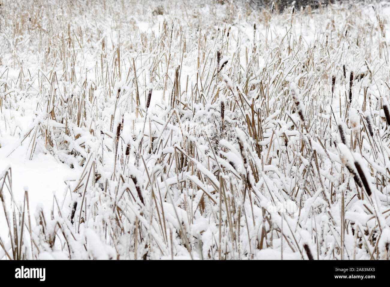 Reed covered marsh hi-res stock photography and images - Alamy