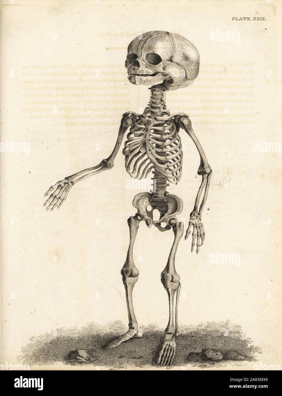 Foetal skeleton at the time of birth. Copperplate engraving by Edward Mitchell after an anatomical illustration by Jean-Joseph Sue from John Barclay's A Series of Engravings of the Human Skeleton, MacLachlan and Stewart, Edinburgh, 1824. Stock Photo