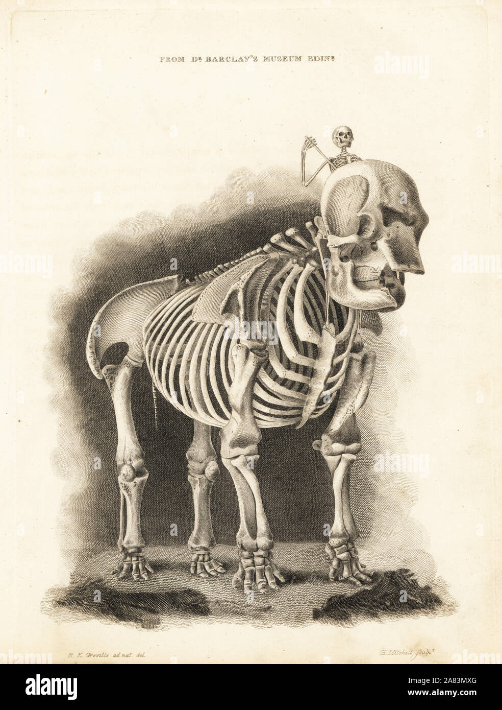 Skeleton of an elephant with human skeleton rider, from Dr. Barclay's Museum, Edinburgh. The specimen was assembled by Dr. George Ballingall, surgeon of the 33rd Regiment of Foot. Copperplate engraving by Edward Mitchell after an anatomical illustration by Robert Kaye Greville from John Barclay's A Series of Engravings of the Human Skeleton, MacLachlan and Stewart, Edinburgh, 1824. Stock Photo