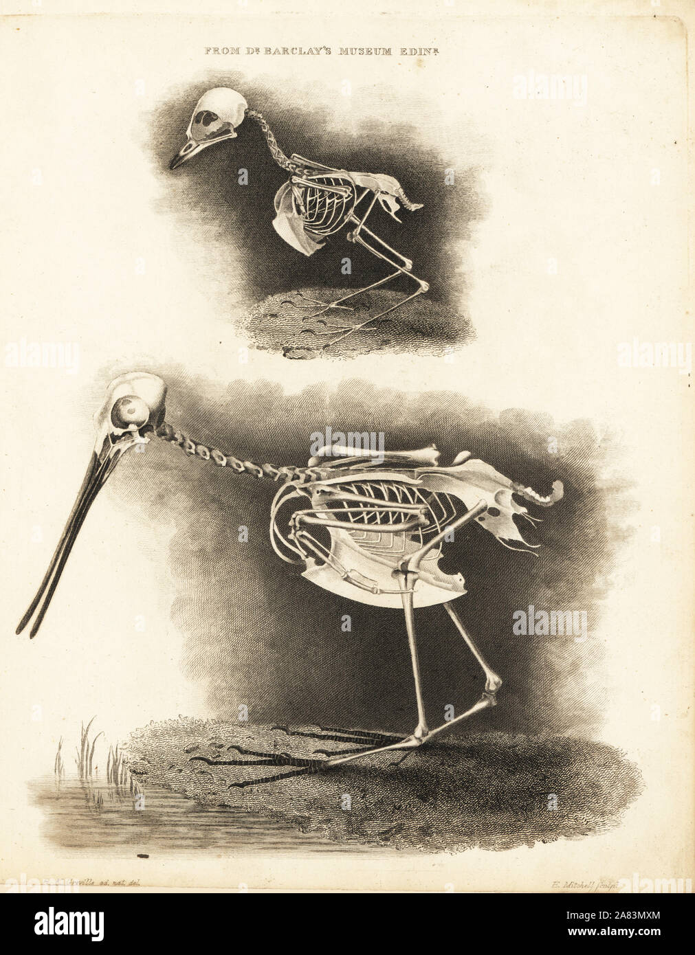 Skeleton of a European robin, Erithacus rubecula (Motacilla rubecula) and common snipe, Gallinago gallinago (Scollopax gallinago) from Dr. Barclay's Museum, Edinburgh. Copperplate engraving by Edward Mitchell after an anatomical illustration by Robert Kaye Greville from John Barclay's A Series of Engravings of the Human Skeleton, MacLachlan and Stewart, Edinburgh, 1824. Stock Photo