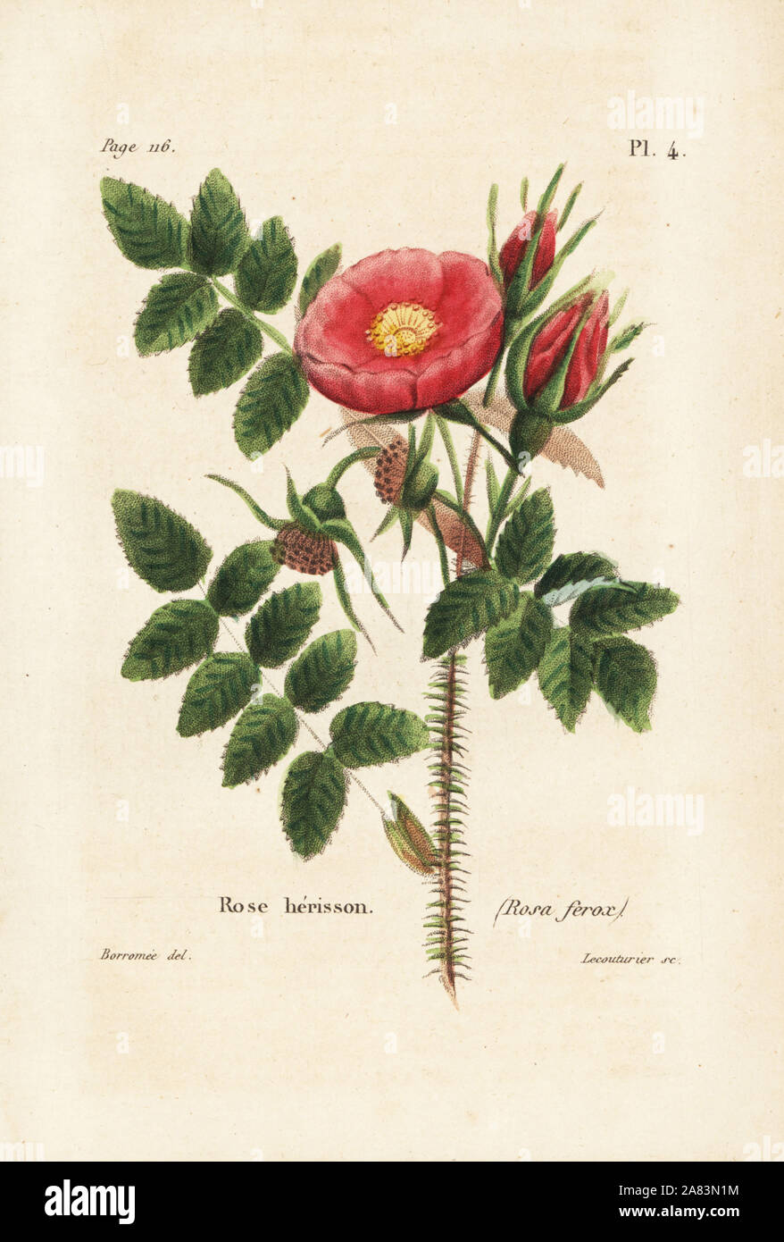 Rosa horrida (Rose herisson, Rosa ferox). Handcoloured lithograph by Lecouturier after a botanical illustration by Borromee from Pierre Boitard's Rose-Lover's Complete Manual, Roret, Paris 1836. Stock Photo