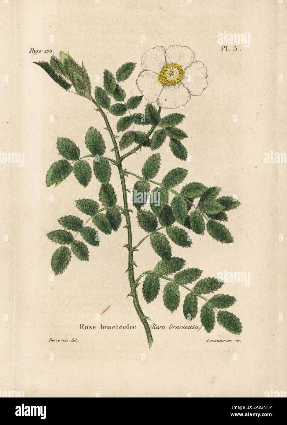 Bracteate rose, Rose bracteolee, Rosa bracteata. Handcoloured lithograph by Lecouturier after a botanical illustration by Borromee from Pierre Boitard's Rose-Lover's Complete Manual, Roret, Paris 1836. Stock Photo
