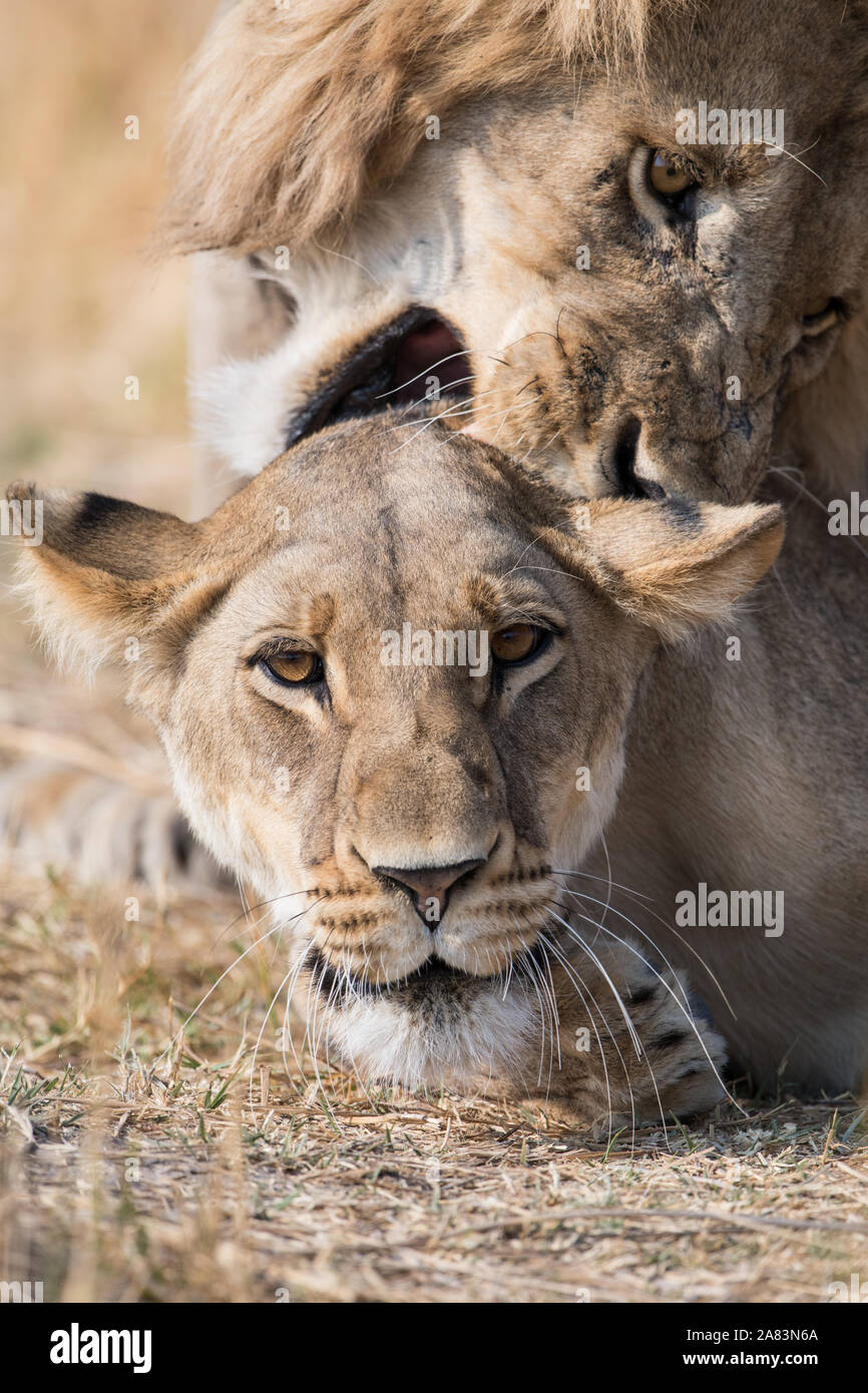 2 male lions mating hi-res stock photography and images - Alamy