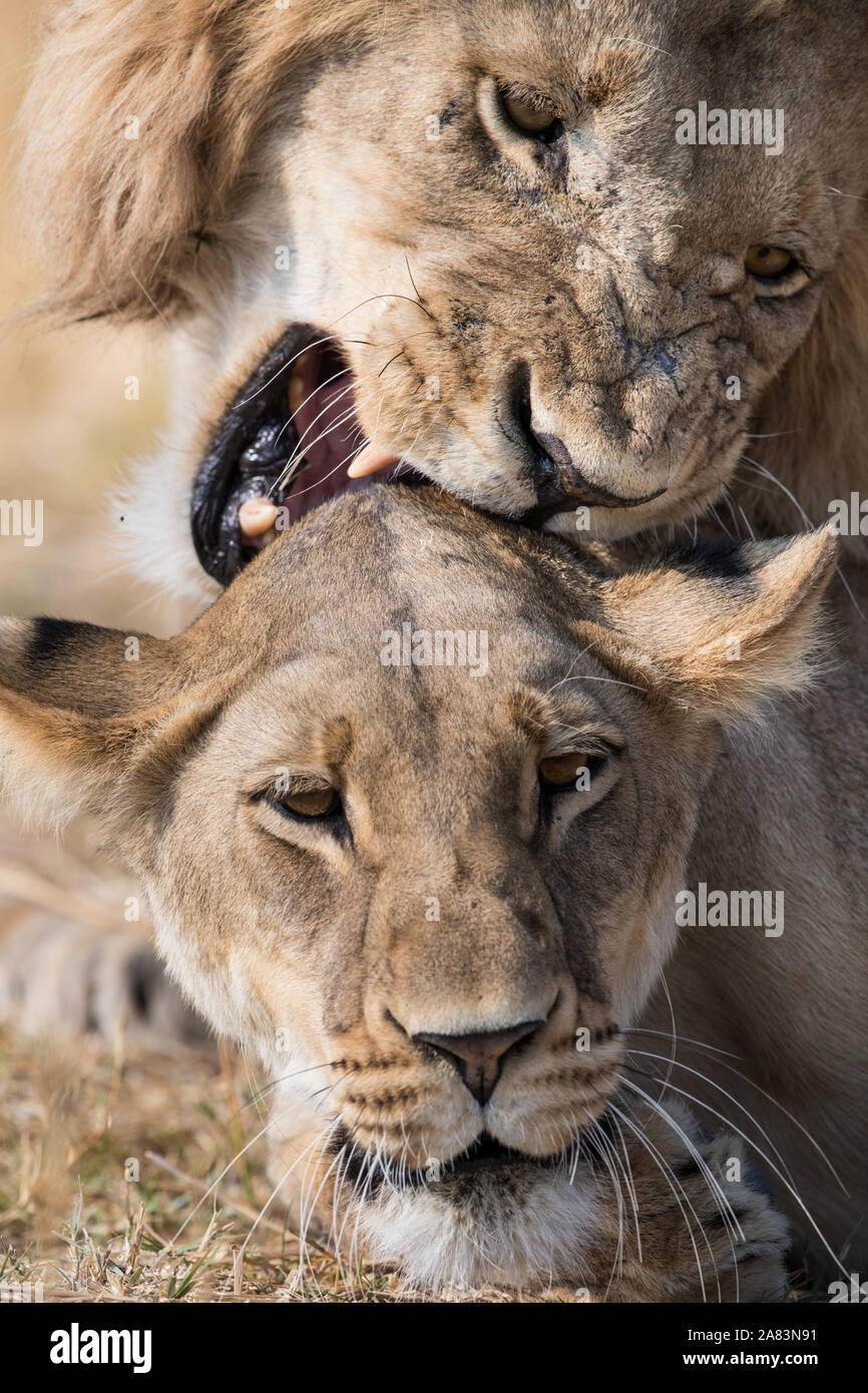 2 male lions mating hi-res stock photography and images - Alamy