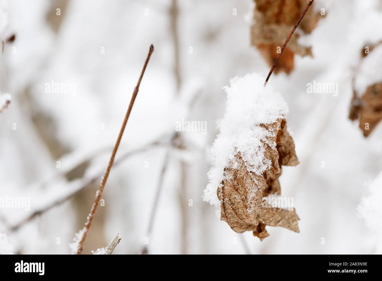 Dry leaves covered with snow on a tree branch in the winter forest ...