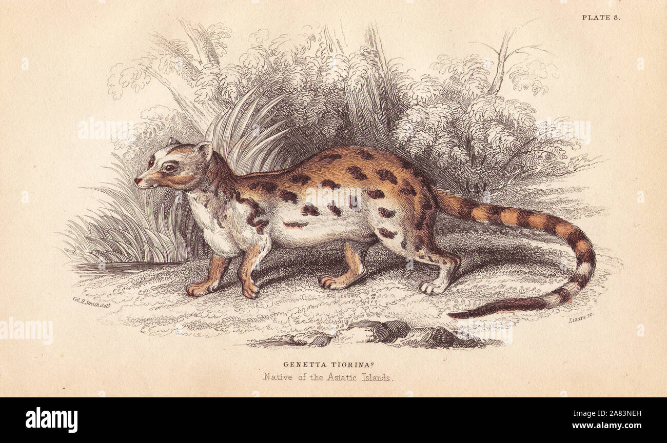 Cape genet, Genetta tigrina. Handcoloured steel engraving by Lizars after an illustration by Charles Hamilton Smith from William Jardine's Naturalist's Library, Edinburgh, 1843. Stock Photo